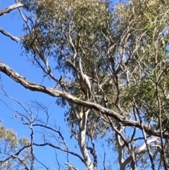 Egretta novaehollandiae (White-faced Heron) at Bungendore, NSW - 1 Jan 2022 by yellowboxwoodland