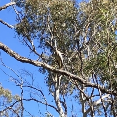 Egretta novaehollandiae (White-faced Heron) at Bungendore, NSW - 2 Jan 2022 by yellowboxwoodland