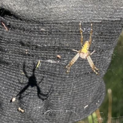 Araneinae (subfamily) (Orb weaver) at Bungendore, NSW - 1 Jan 2022 by yellowboxwoodland