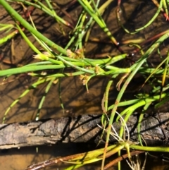 Juncus sp. (A Rush) at Bungendore, NSW - 1 Jan 2022 by yellowboxwoodland