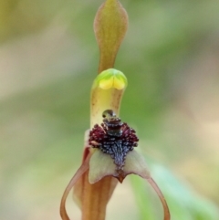 Chiloglottis reflexa (Short-clubbed Wasp Orchid) at Woodlands, NSW - 1 Jan 2022 by Snowflake