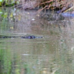 Ornithorhynchus anatinus (Platypus) at Pialligo, ACT - 1 Jan 2022 by MB