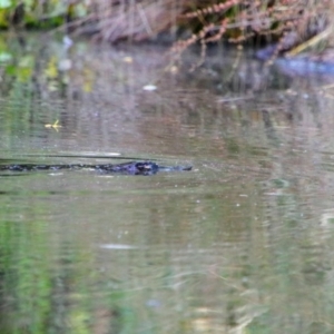 Ornithorhynchus anatinus at Pialligo, ACT - 2 Jan 2022