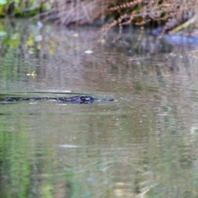 Ornithorhynchus anatinus (Platypus) at Pialligo, ACT - 2 Jan 2022 by MB