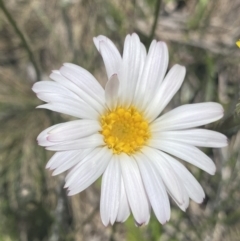 Celmisia tomentella (Common Snow Daisy) at Cotter River, ACT - 28 Dec 2021 by NedJohnston