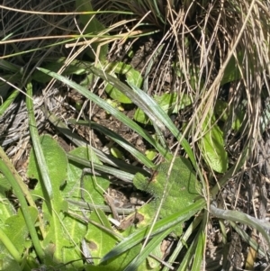 Celmisia tomentella at Cotter River, ACT - 28 Dec 2021