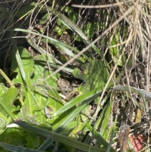 Celmisia tomentella at Cotter River, ACT - 28 Dec 2021