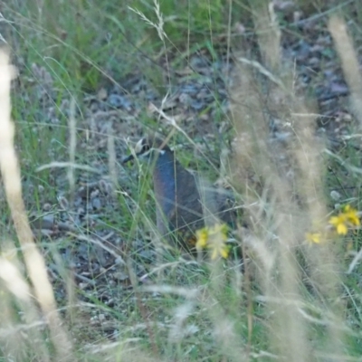 Phaps chalcoptera (Common Bronzewing) at Woodstock Nature Reserve - 1 Jan 2022 by wombey