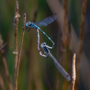 Austrolestes leda at Forde, ACT - 2 Jan 2022 09:21 AM