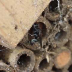 Pison sp. (genus) at Hughes, ACT - suppressed