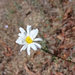 Brachyscome diversifolia var. diversifolia (Large-headed Daisy) at Braidwood, NSW - 2 Jan 2022 by LisaH