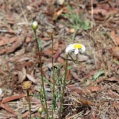 Brachyscome diversifolia var. diversifolia at suppressed - suppressed