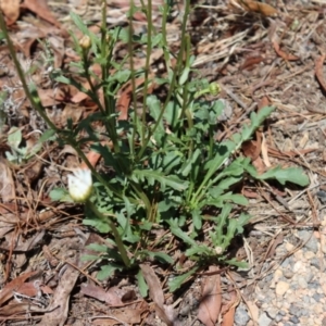 Brachyscome diversifolia var. diversifolia at suppressed - suppressed