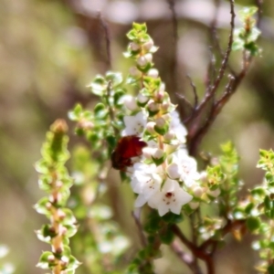 Exoneura sp. (genus) at Mongarlowe, NSW - suppressed