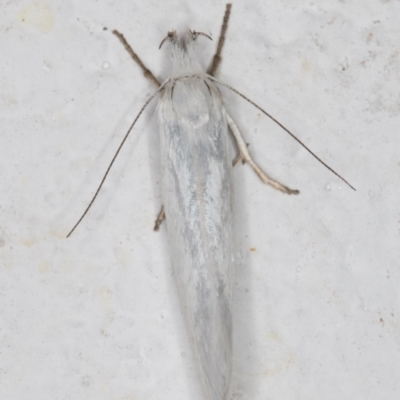 Zacorus carus (Wingia group moth) at Melba, ACT - 27 Oct 2021 by kasiaaus