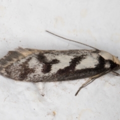 Eusemocosma pruinosa (Philobota Group Concealer Moth) at Melba, ACT - 27 Oct 2021 by kasiaaus