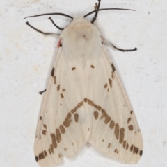 Ardices canescens (Dark-spotted Tiger Moth) at Melba, ACT - 27 Oct 2021 by kasiaaus