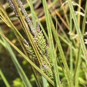 Carex gaudichaudiana at Booth, ACT - 1 Jan 2022