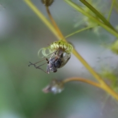 Drosera peltata (Shield Sundew) at Mongarlowe, NSW - 1 Jan 2022 by LisaH