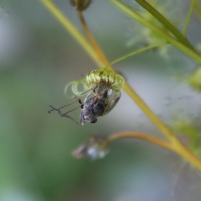 Drosera peltata (Shield Sundew) at Mongarlowe, NSW - 1 Jan 2022 by LisaH