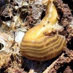 Fletchamia quinquelineata (Five-striped flatworm) at Molonglo River Reserve - 2 Jan 2022 by tpreston