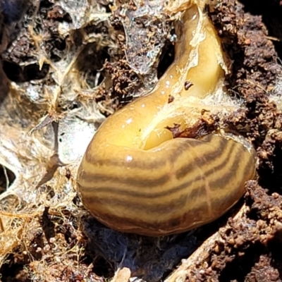 Fletchamia quinquelineata (Five-striped flatworm) at Molonglo Valley, ACT - 2 Jan 2022 by trevorpreston