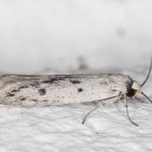 Oecophoridae provisional species 2 at Melba, ACT - 27 Oct 2021 11:22 PM