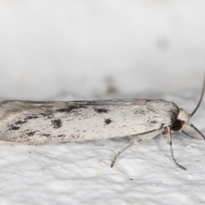 Oecophoridae provisional species 2 at Melba, ACT - 27 Oct 2021 by kasiaaus