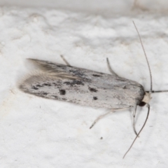 Oecophoridae provisional species 2 at Melba, ACT - 27 Oct 2021 11:22 PM