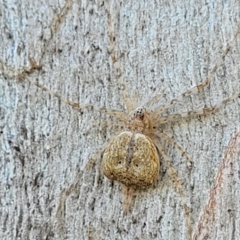 Tamopsis sp. (genus) (Two-tailed spider) at Molonglo Valley, ACT - 2 Jan 2022 by trevorpreston