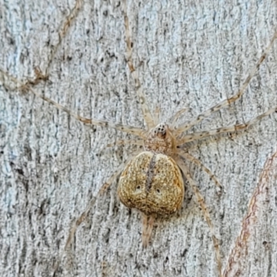 Tamopsis sp. (genus) (Two-tailed spider) at Molonglo Valley, ACT - 2 Jan 2022 by tpreston