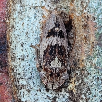 Stenocotis depressa (Leafhopper) at Molonglo Valley, ACT - 2 Jan 2022 by trevorpreston