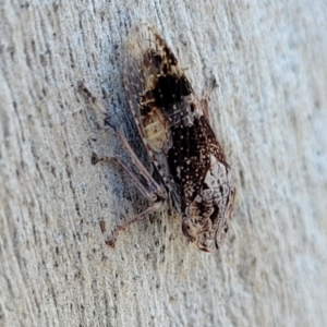 Stenocotis depressa at Molonglo Valley, ACT - 2 Jan 2022