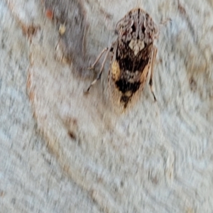 Stenocotis depressa at Molonglo Valley, ACT - 2 Jan 2022