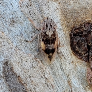 Stenocotis depressa at Molonglo Valley, ACT - 2 Jan 2022