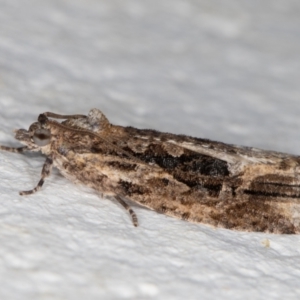 Thrincophora lignigerana at Melba, ACT - 27 Oct 2021 11:24 PM