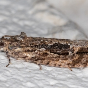 Thrincophora lignigerana at Melba, ACT - 27 Oct 2021 11:24 PM