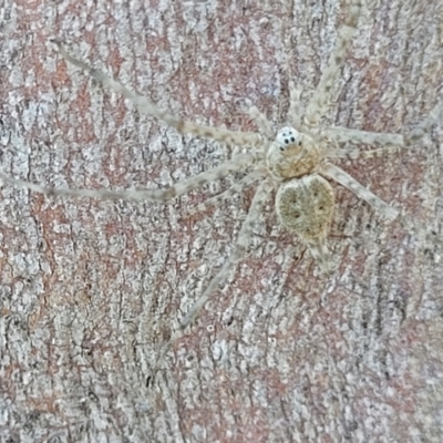 Tamopsis sp. (genus) (Two-tailed spider) at Molonglo Valley, ACT - 2 Jan 2022 by tpreston