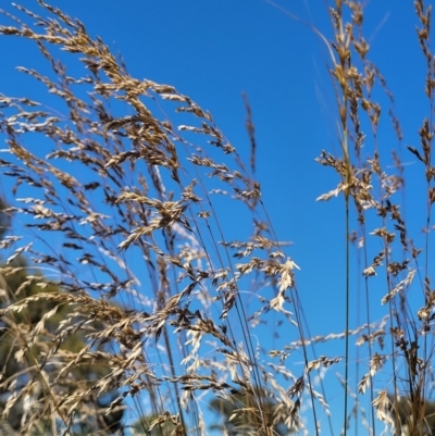 Poa labillardierei (Common Tussock Grass, River Tussock Grass) at Molonglo Valley, ACT - 2 Jan 2022 by trevorpreston