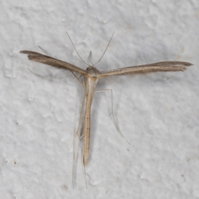 Stenoptilia zophodactylus (Dowdy Plume Moth) at Melba, ACT - 27 Oct 2021 by kasiaaus