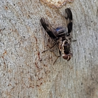 Cardiacera sp. (genus) (Scarab Fly) at Kama - 2 Jan 2022 by trevorpreston