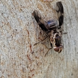 Cardiacera sp. (genus) at Molonglo Valley, ACT - 2 Jan 2022