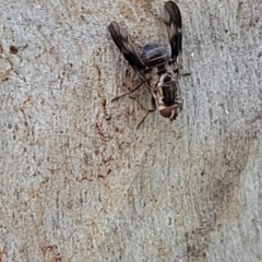 Cardiacera sp. (genus) at Molonglo Valley, ACT - 2 Jan 2022 11:48 AM