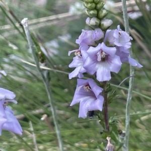 Euphrasia collina subsp. paludosa at Booth, ACT - 1 Jan 2022 02:43 PM