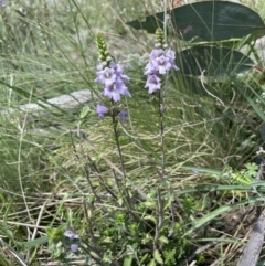 Euphrasia collina subsp. paludosa at Booth, ACT - 1 Jan 2022 02:43 PM