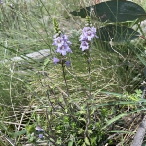 Euphrasia collina subsp. paludosa at Booth, ACT - 1 Jan 2022 02:43 PM