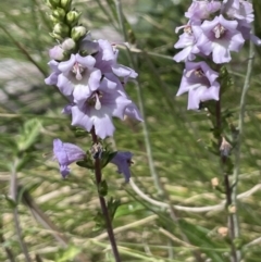 Euphrasia collina subsp. paludosa at Booth, ACT - 1 Jan 2022 02:43 PM