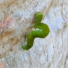 Melanodes anthracitaria (Black Geometrid) at Molonglo River Reserve - 2 Jan 2022 by tpreston