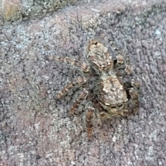 Servaea sp. (genus) (Unidentified Servaea jumping spider) at Molonglo Valley, ACT - 2 Jan 2022 by trevorpreston