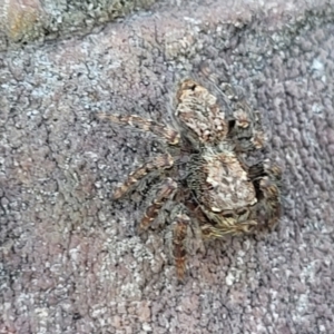 Servaea sp. (genus) at Molonglo Valley, ACT - 2 Jan 2022 11:45 AM